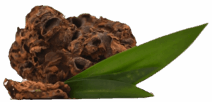 sarang semut papua untuk menangkal bibit kanker esofagus