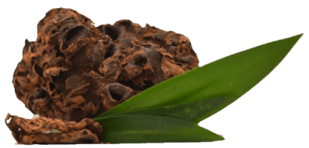 sarang semut papua 2