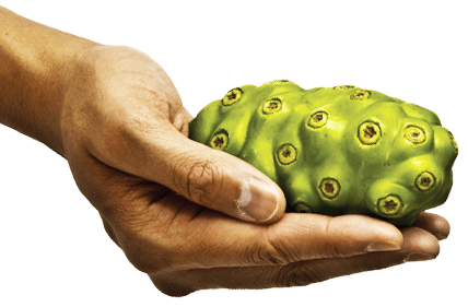 Buah Noni Buah Noni, Herbal Diabetes Alami