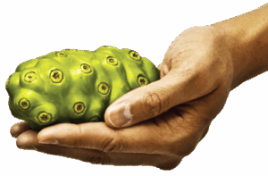 Noni Juice - obat asam urat alami