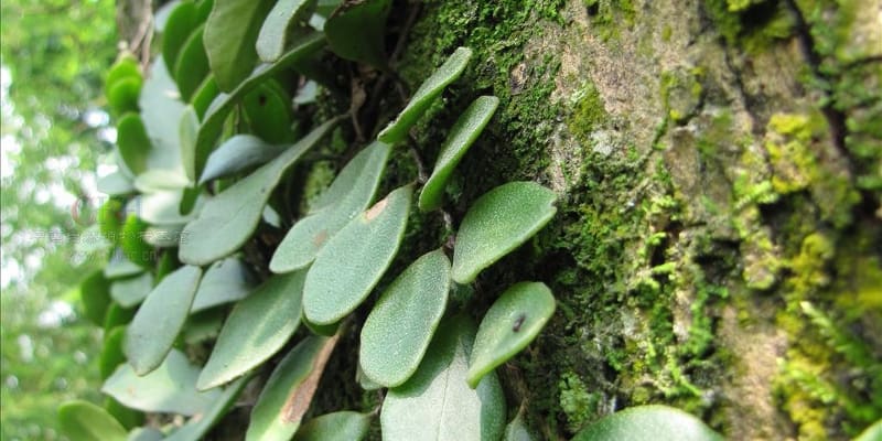 ilustrasi cara mengolah daun sisik naga