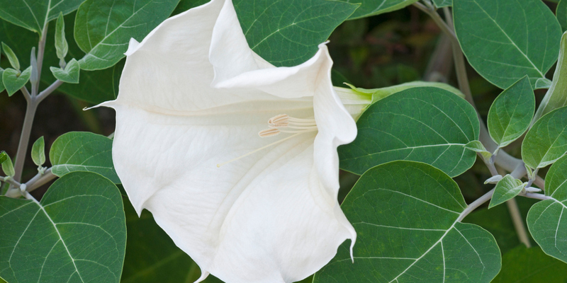 jangan sembarangan menggunakan kecubung untuk pengobatan asma