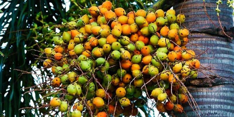 Pinang Untuk Kejantanan Pria