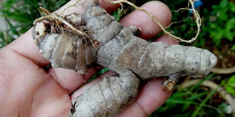 Ilustrasi Cara Mengolah Temu Ireng