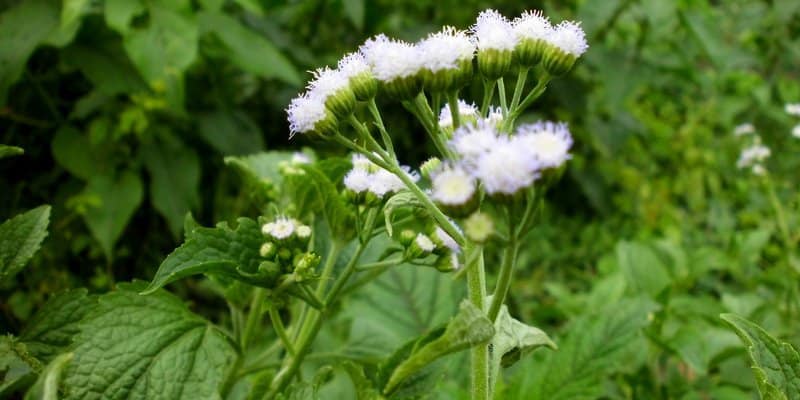 daun bandotan babadotan