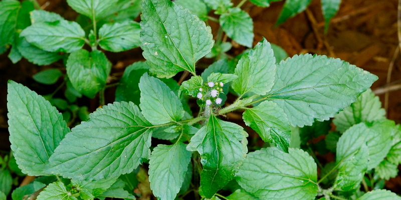 Bandotan untuk Ramuan Herbal Bengkak Karena Keseleo