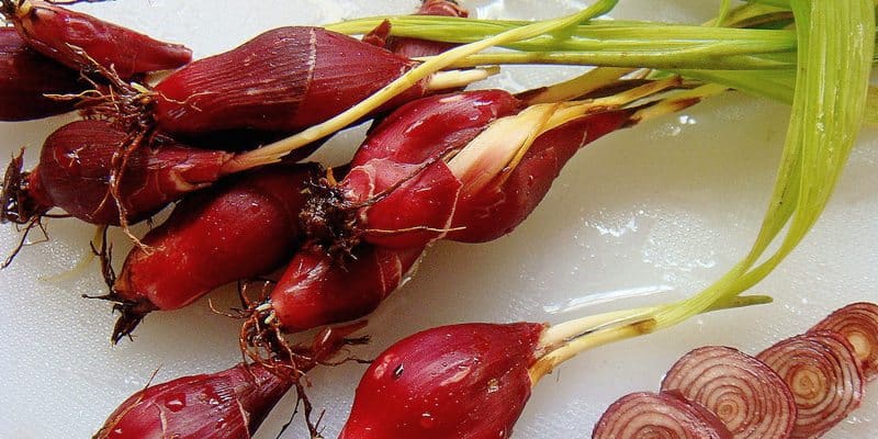 manfaat bawang dayak