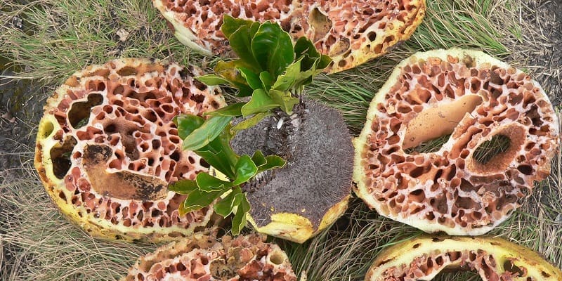 Cara Mengobati Ambeien Secara Alami Dengan Sarang Semut