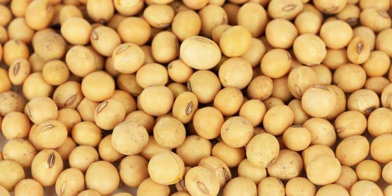 akibat kekurangan protein - makanan tinggi protein - sumber protein