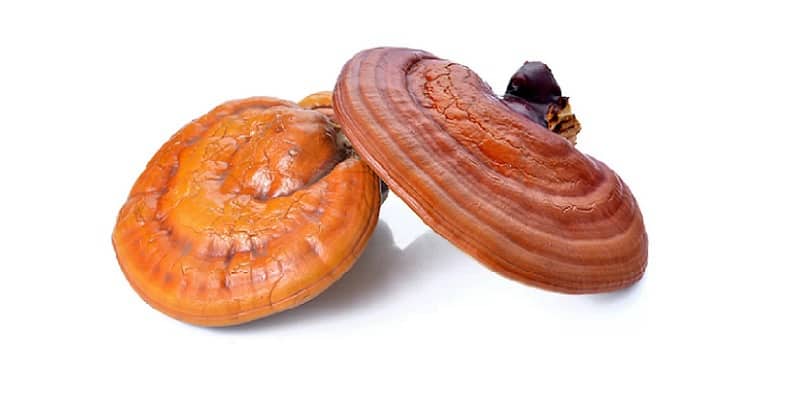 Jamur Reishi sebagai Tanaman Obat Pankreatitis