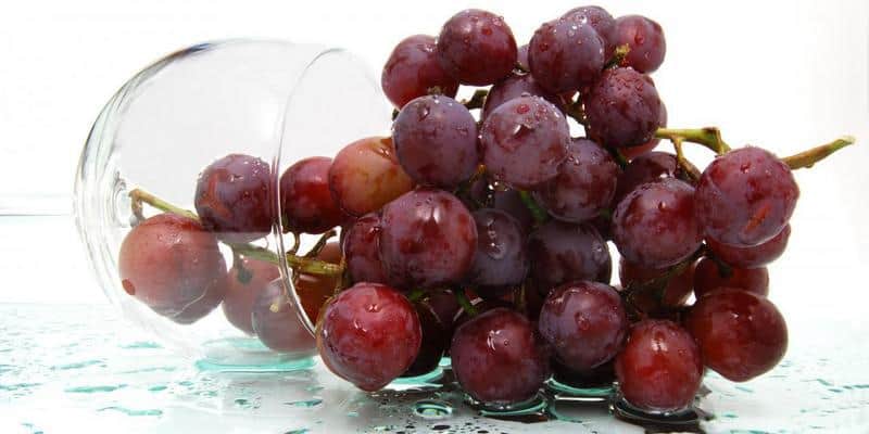 pencegahan kanker - buah anggur merah - resiko penyakit kanker