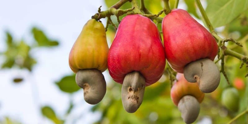 kacang mede - camilan sehat