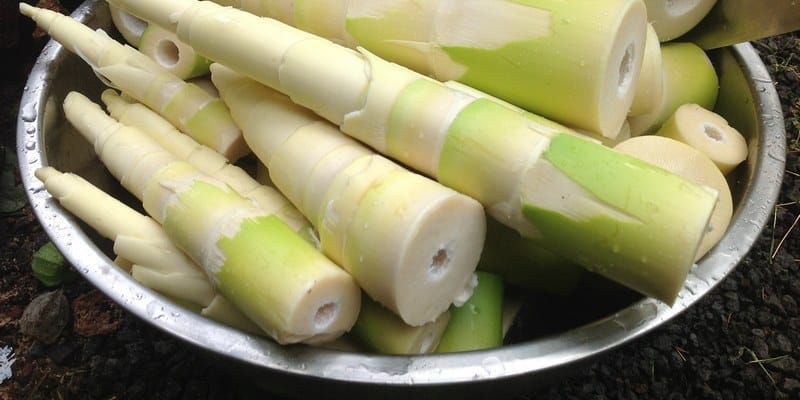 manfaat rebung - khasiat rebung - sayur rebung