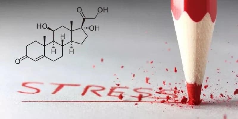 kortisol - hormon stress - cara menurunkan hormon