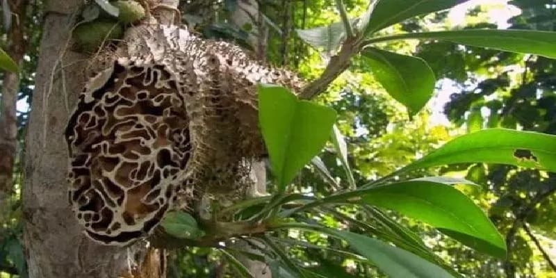 terapi kanker - cara mengatasi kanker - alternatif pengobatan kanker