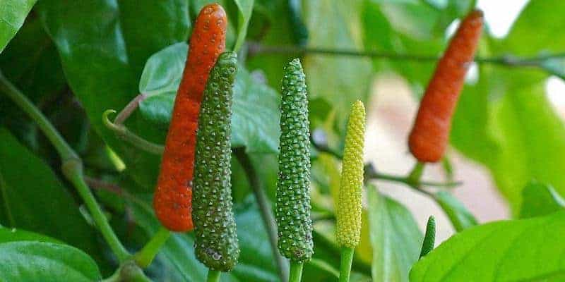 akar cabai jawa untuk resep herbal asam urat