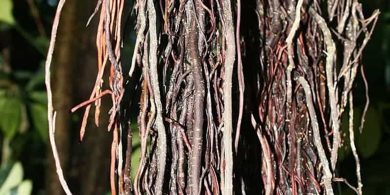 akar udara beringin untuk ramuan herbal radang amandel