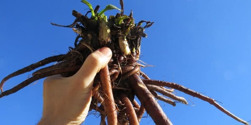 akar kompri untuk resep herbal radang amandel