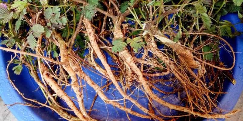 akar putri malu untuk ramuan herbal batuk berdahak