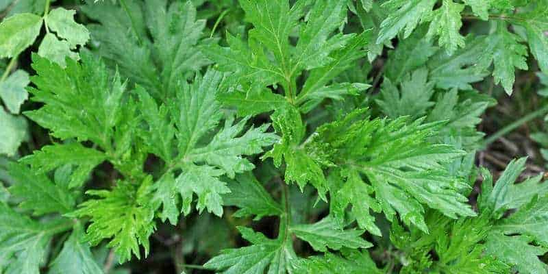 baru cina untuk ramuan herbal batuk kering