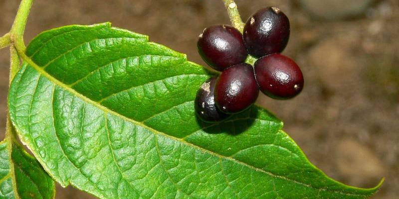 buah makasar untuk resep herbal malaria