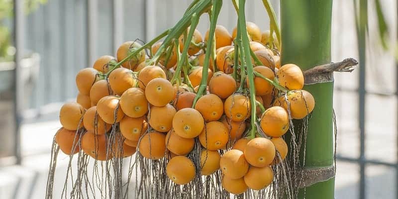 buah pinang untuk ramuan herbal bau badan