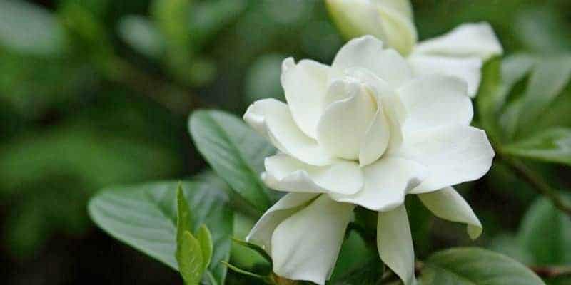 bunga kacapiring untuk resep herbal batuk