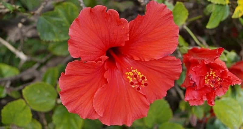 bunga kembang sepatu untuk resep herbal batuk berdarah