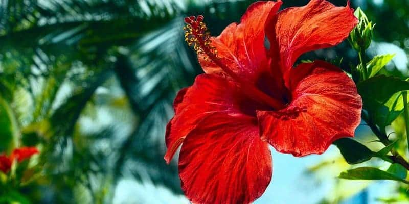 bunga kembang sepatu untuk resep herbal batuk rejan