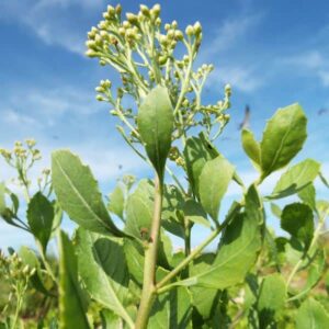 daun beluntas untuk resep herbal bau badan