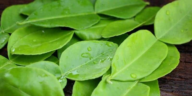 daun jeruk purut untuk badan lelah