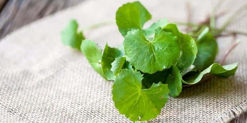 daun pegagan untuk resep herbal mata merah