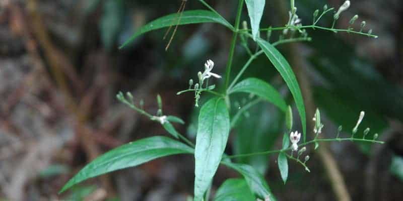 daun sambiloto untuk ramuan herbal batuk rejan