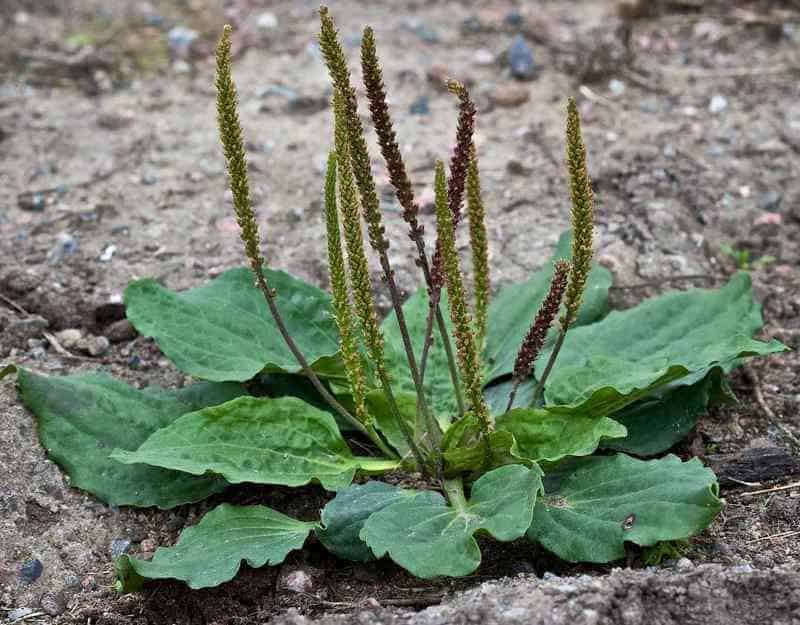 daun sendok untuk batu kandung kemih