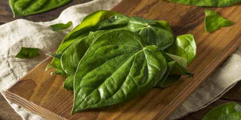 daun sirih untuk ramuan herbal mata merah