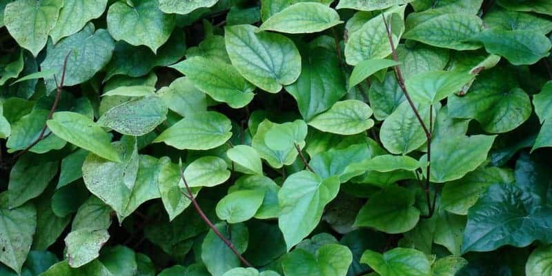 daun sirih untuk ramuan herbal bau mulut