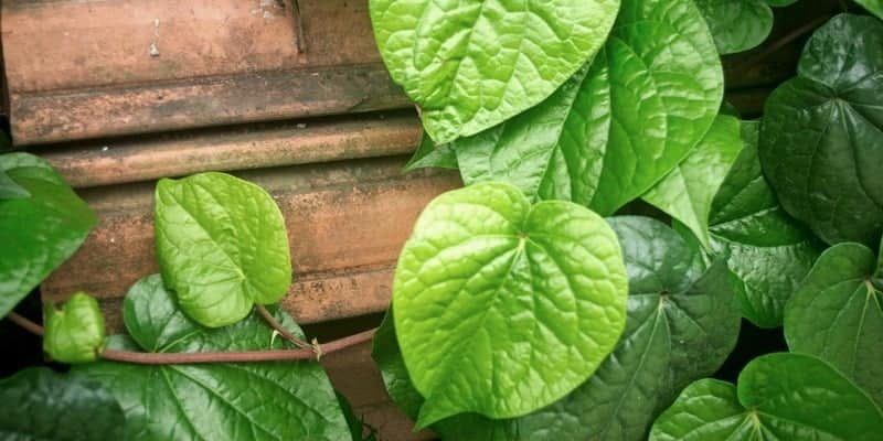 daun sirih untuk ramuan herbal batuk