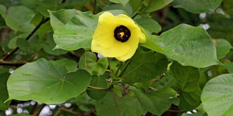 daun waru untuk ramuan herbal buang air besar berdarah