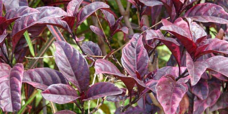 daun wungu untuk resep herbal batu empedu