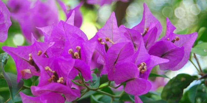 kembang kertas untuk ramuan herbal batuk rejan