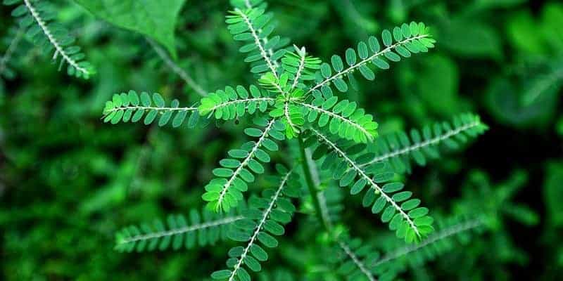 meniran untuk ramuan herbal batu kandung kemih