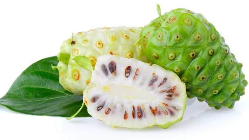 buah noni, bahan baku noni juice