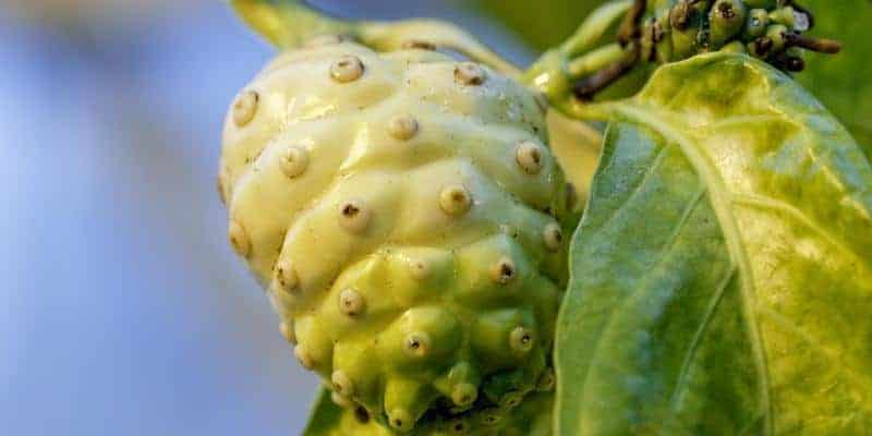 buah noni, bahan baku noni juice