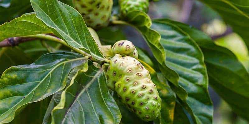 buah noni, bahan baku noni juice