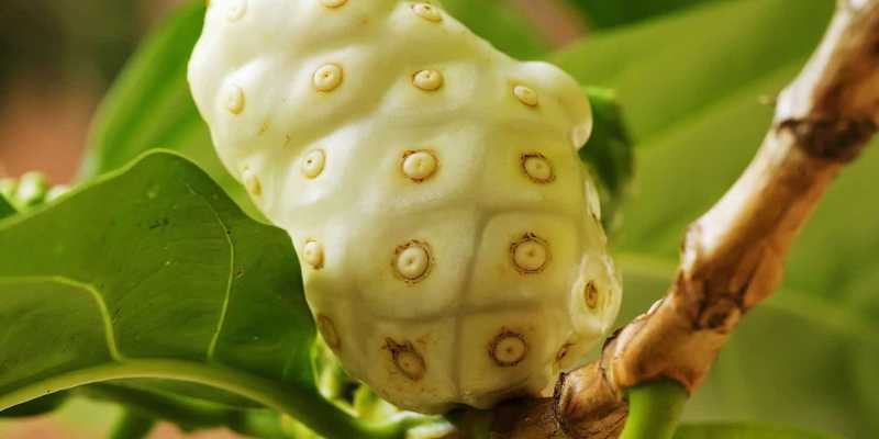 buah noni, bahan baku noni juice