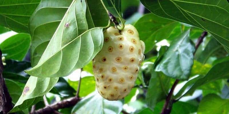 noni juice untuk batuk berdarah