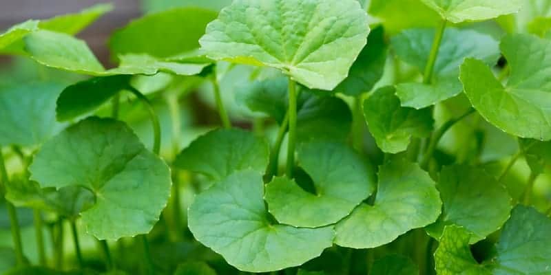 pegagan untuk resep herbal batuk kering