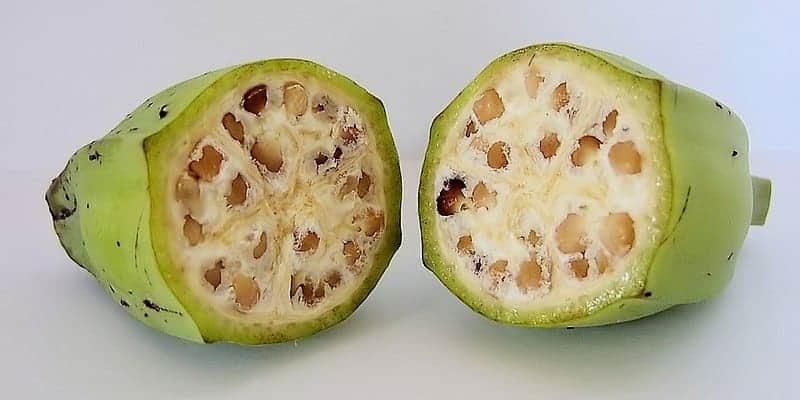 pisang batu untuk resep herbal buang air besar berdarah