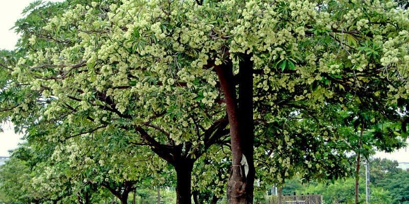 kulit kayu pulai untuk ramuan herbal malaria