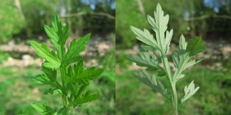 Akar baru cina untuk epilepsi